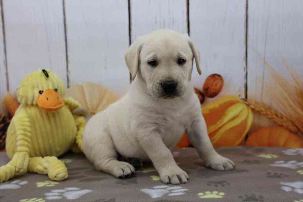 Cowboy, Male Labrador Retriever Puppy for sale in Novi