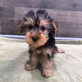 Yorkie