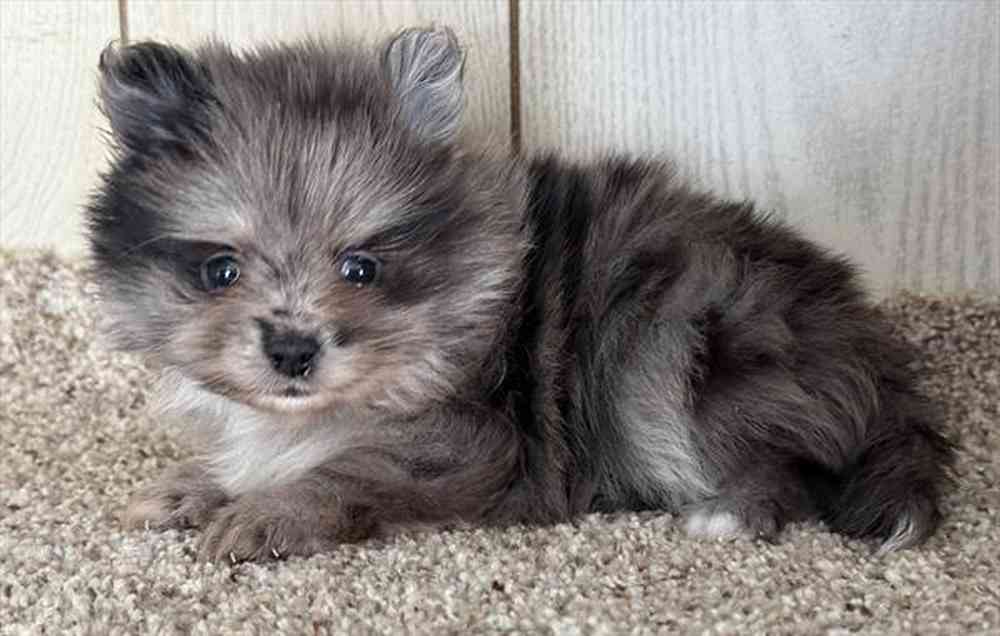 Image of a pet breed in the gallery
