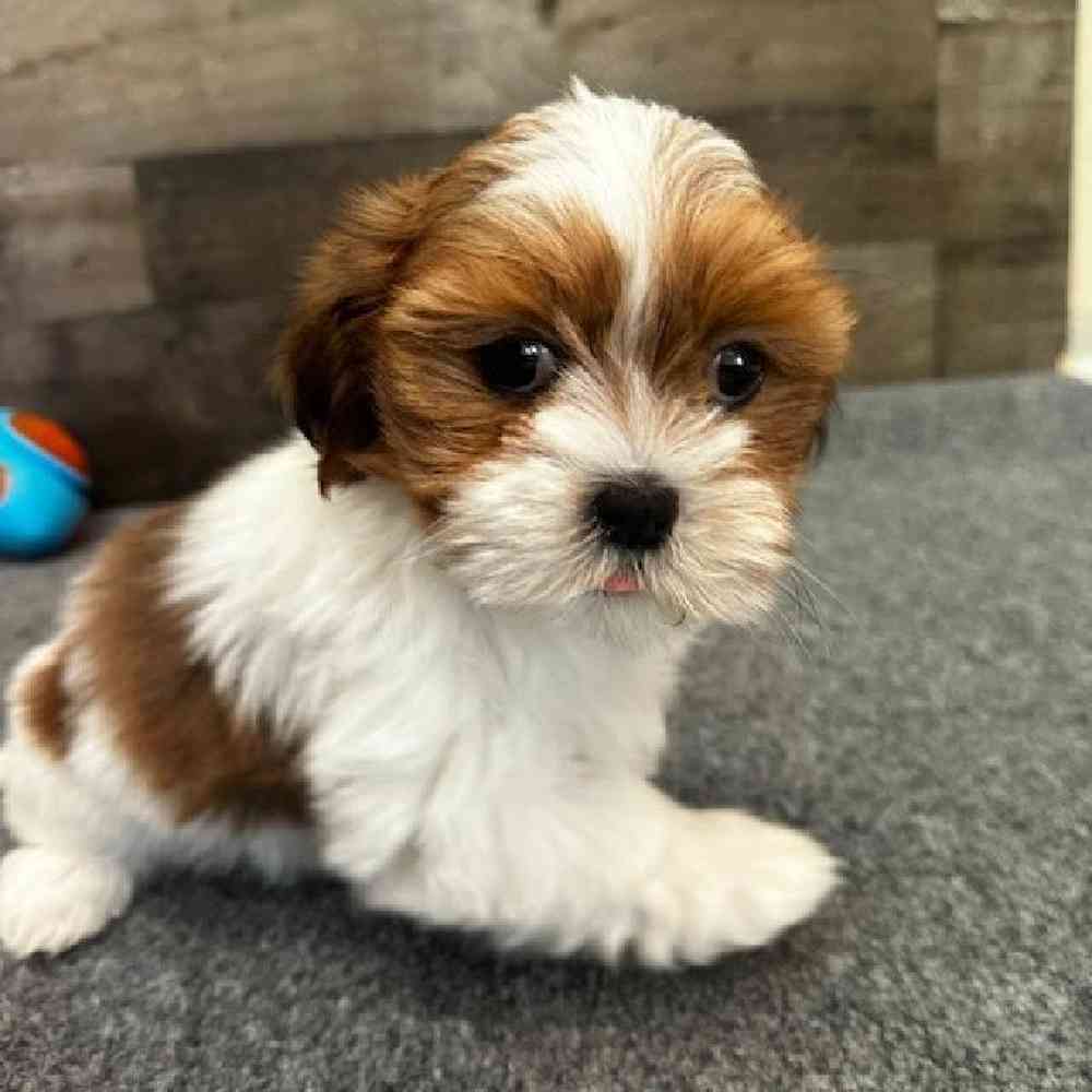 Female Lhasa Apso Puppy for Sale in Troy, MI