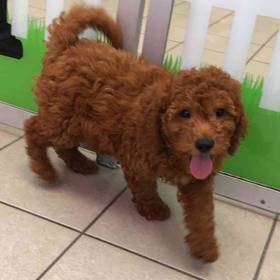 Mini Goldendoodle