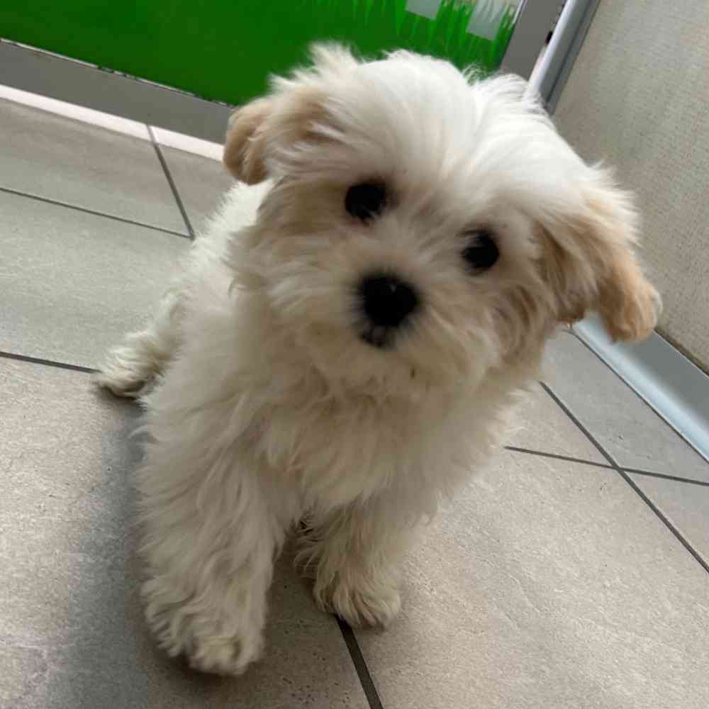 Shih tzu bichon 2024 for sale near me