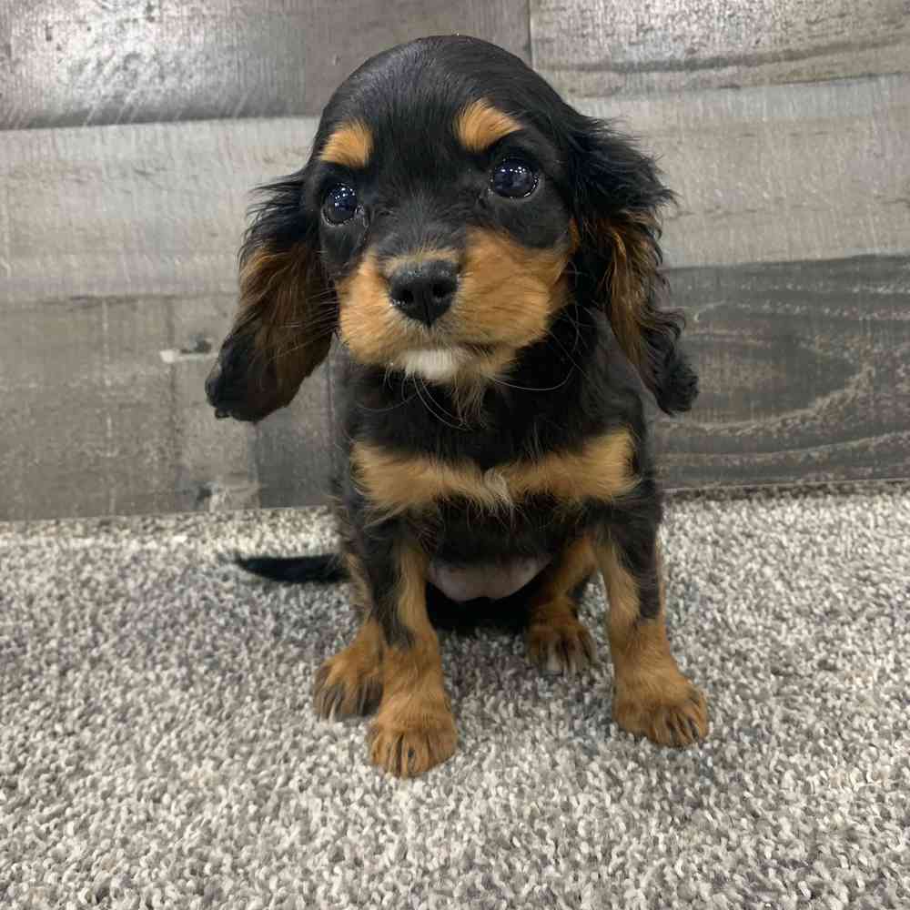 Cavalier King Charles Spaniel