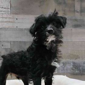 Yorkie-Poo