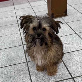 Shorkie