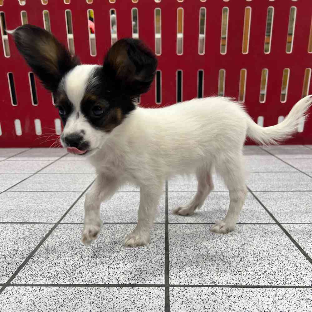 Female papillons for sales sale
