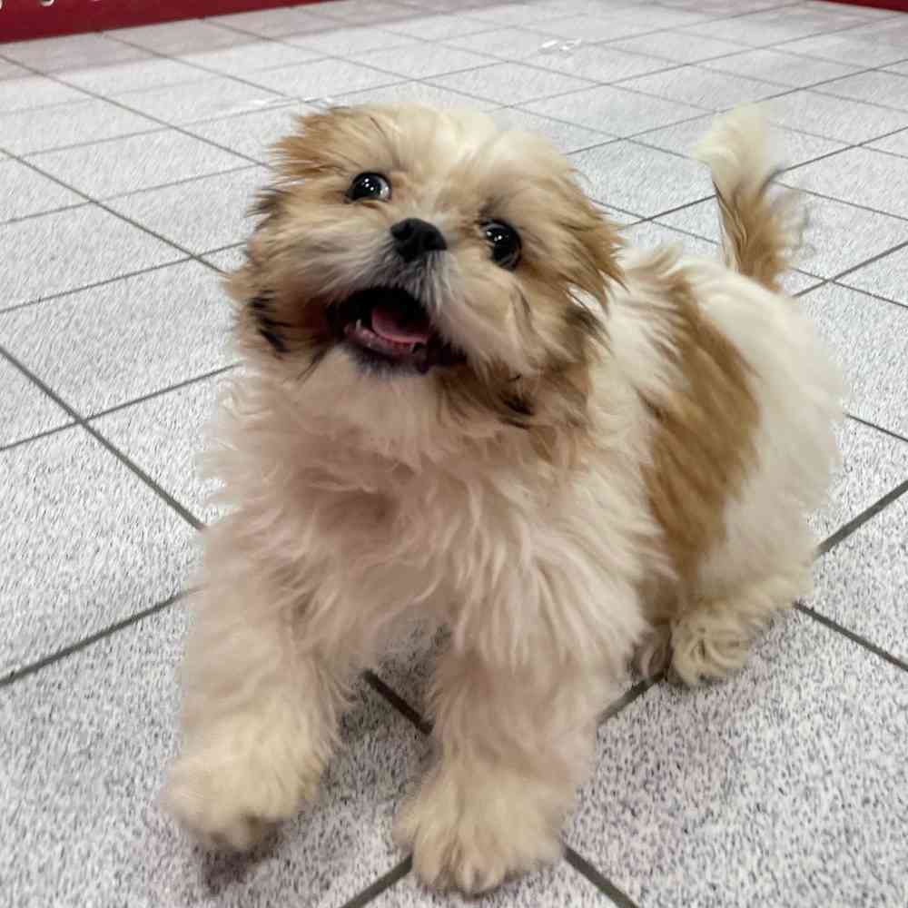 Male shih tzu sales puppies for sale