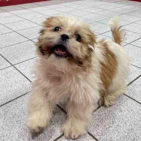 Shih Tzu