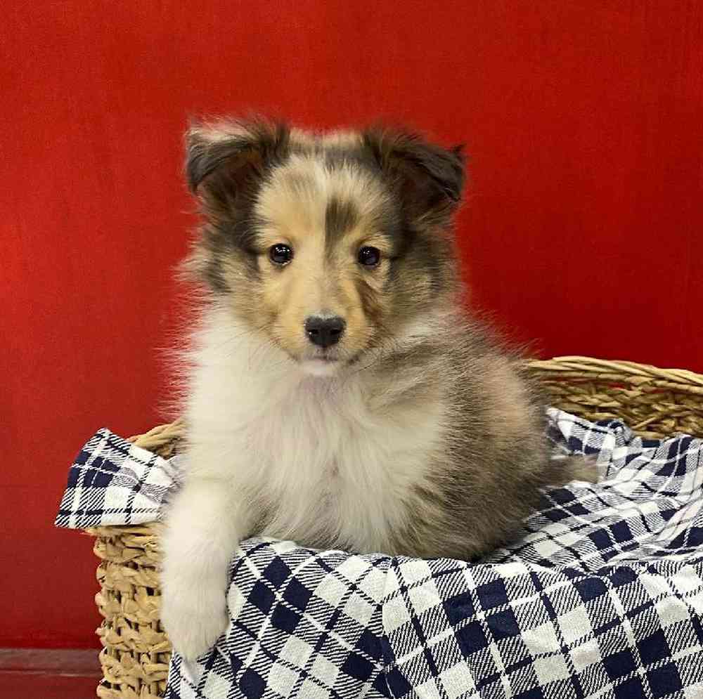 Male Sheltie Puppy for sale