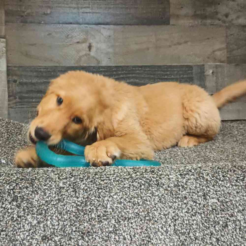 Male Golden Retriever Puppy for Sale in Troy, MI
