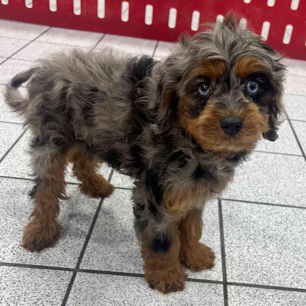 Onyx, Male Cavapoo Puppy for sale in Troy