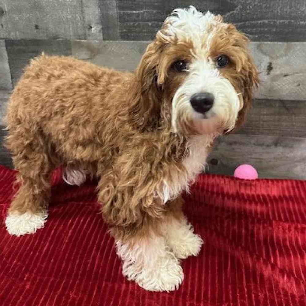 Aurora, Female Cavapoo Puppy for sale in Novi