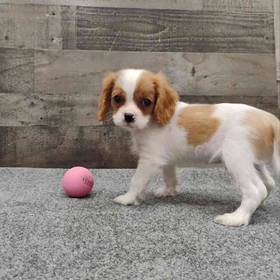Cavalier King Charles Spaniel