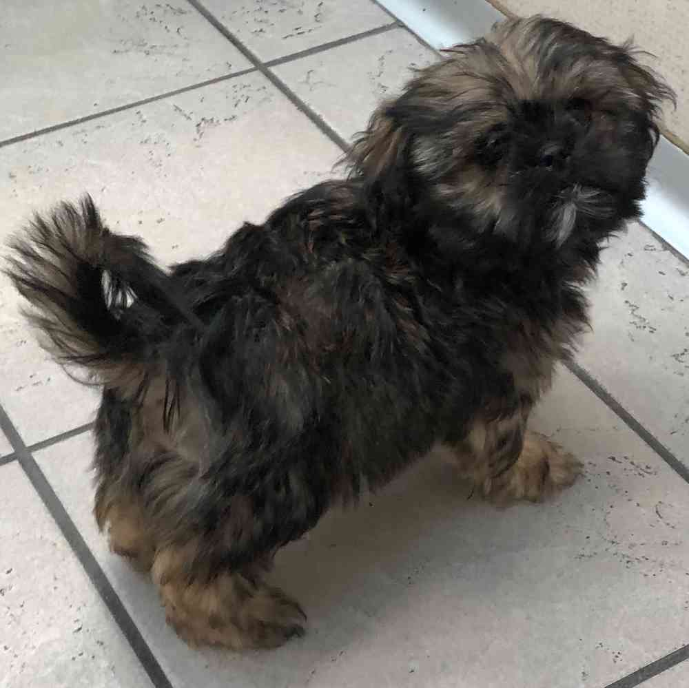 Brussels griffon shih tzu shop mix puppies for sale