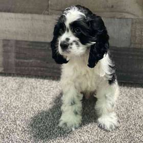 Cocker Spaniel