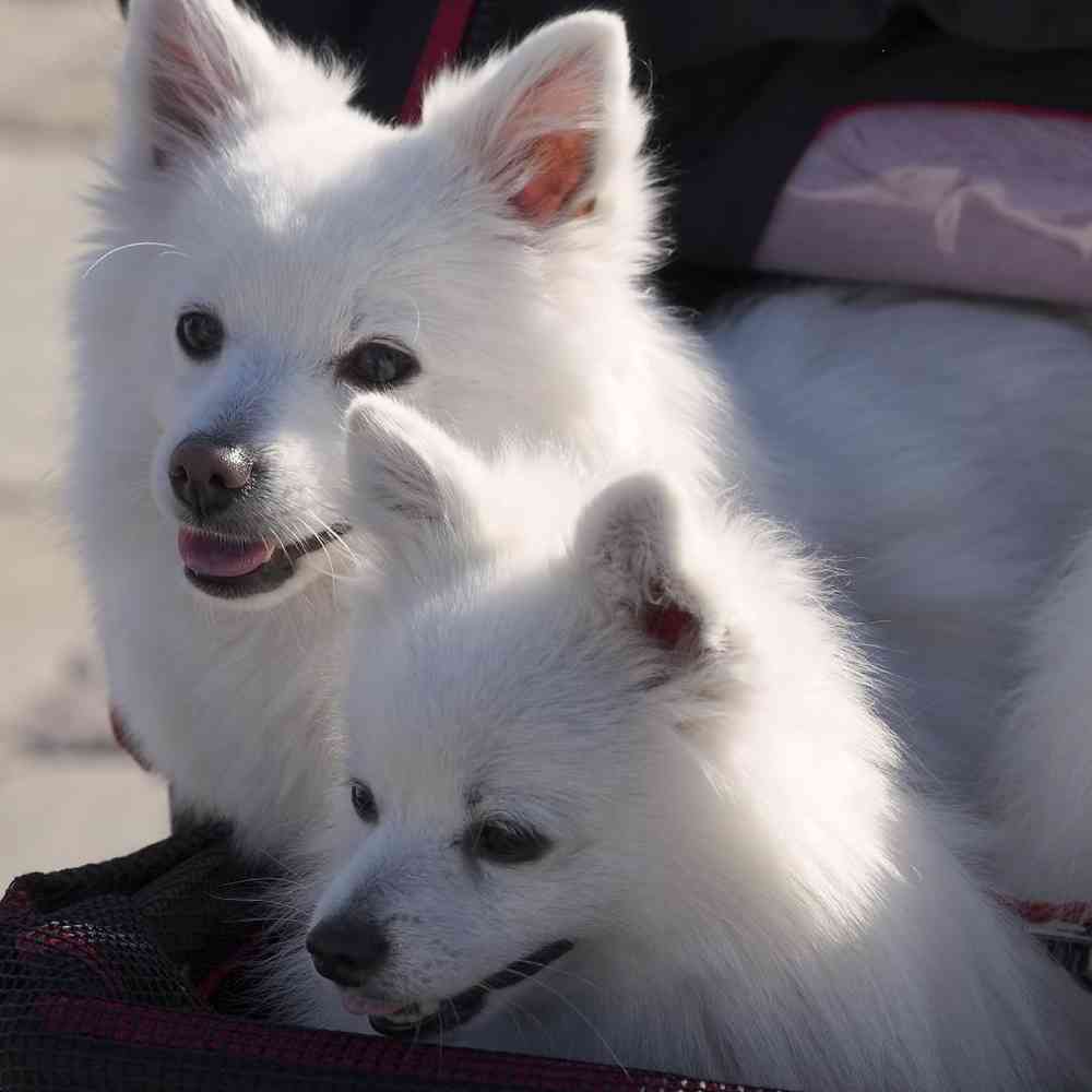Information On American Eskimo Puppies