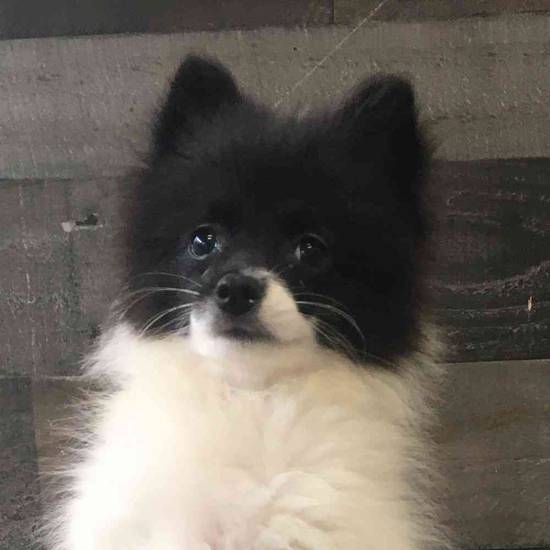 Miso