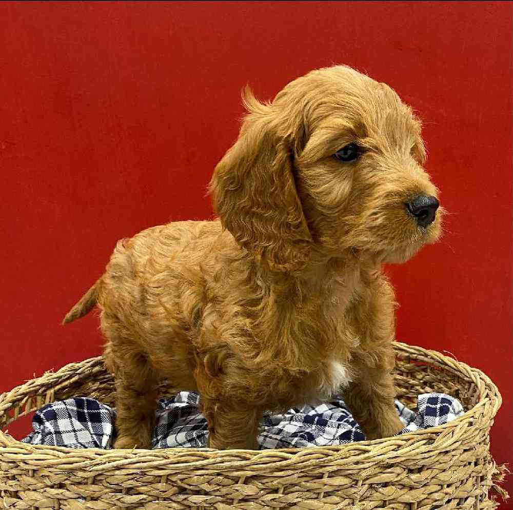 Male Cava Doodle Puppy for sale