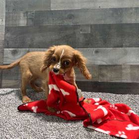 Cavalier King Charles Spaniel