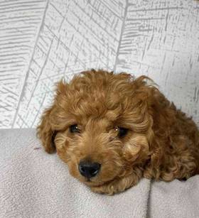 Cavapoo