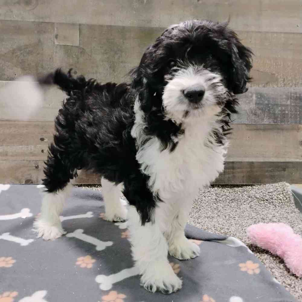 Image of a pet breed in the gallery