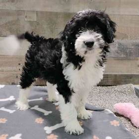 Mini Aussiedoodle