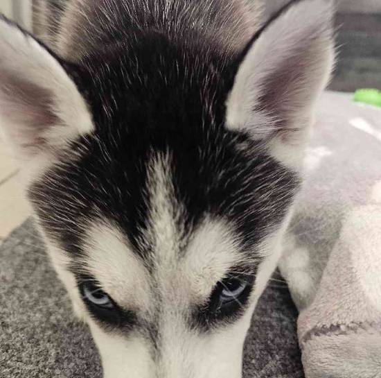 Stella