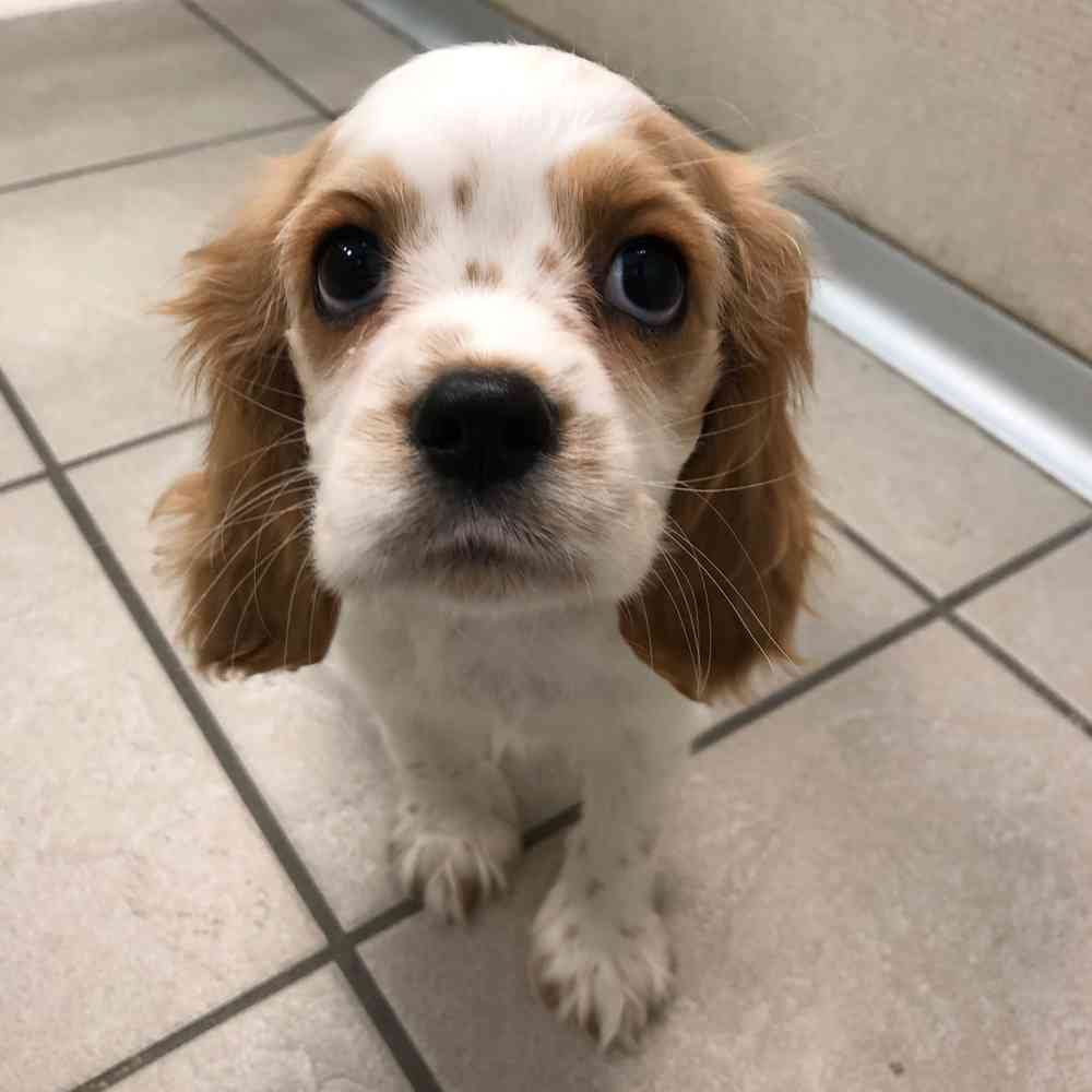 Cavacocker Cookie, Female Cocker/Cavalier Puppy for sale in Flint