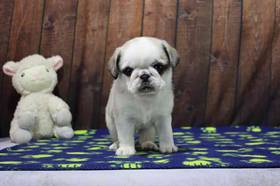 Pug