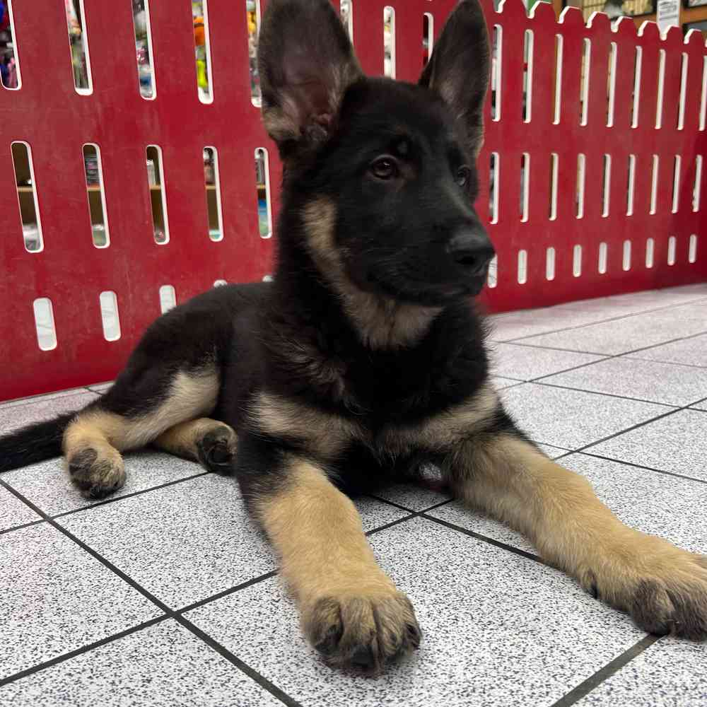 German Shepherd