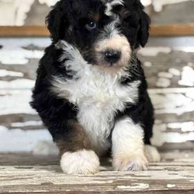 Aussiedoodle