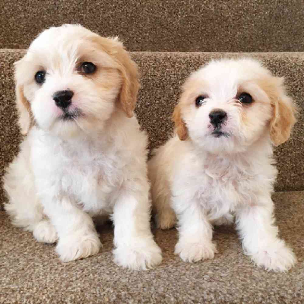 Cavachon puppies for sale near best sale me