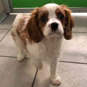 Cavalier King Charles Spaniel