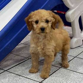 Mini Goldendoodle (F1B)