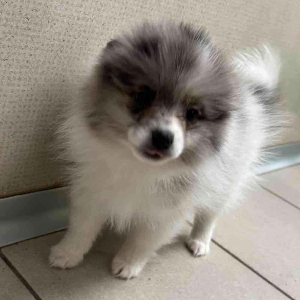 Party deals pom puppies