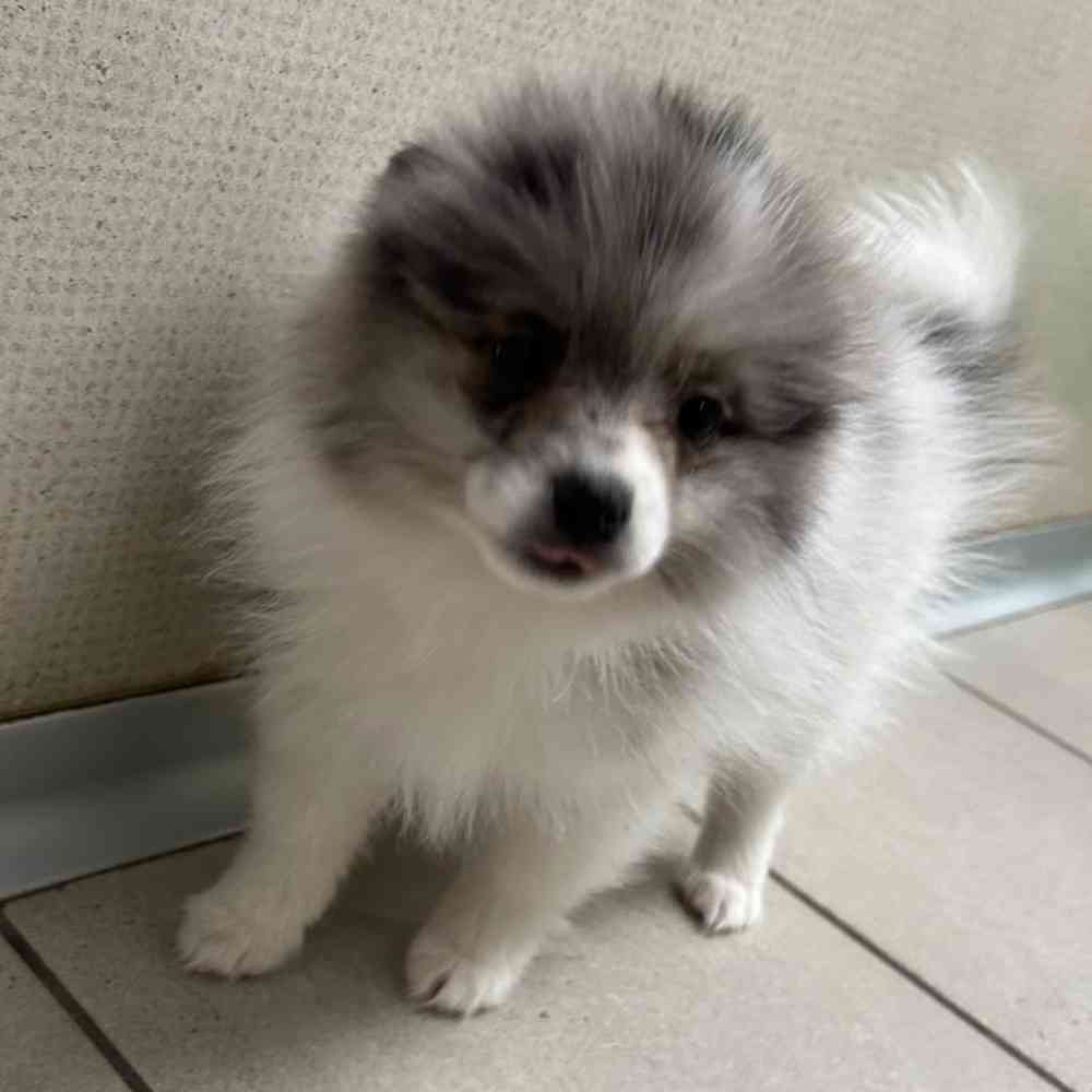 Pomeranian