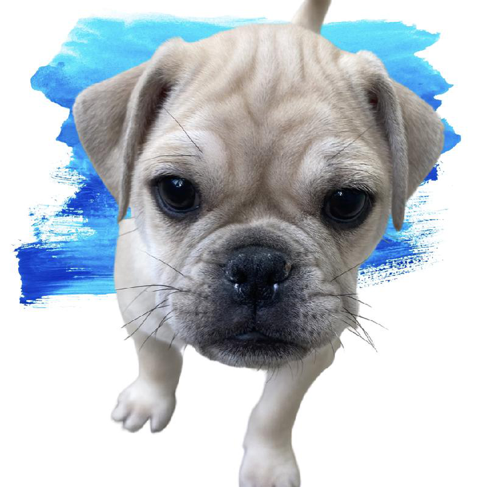 Male 3/4 Pug 1/4 Bull Mastiff Puppy for sale