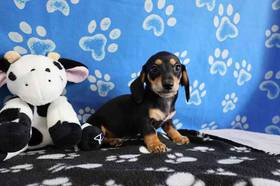 Dachshund