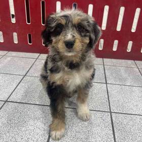 Mini Aussiedoodle