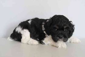 Cockapoo