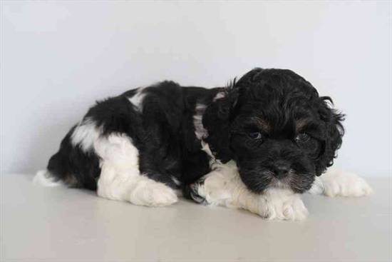 Cockapoo