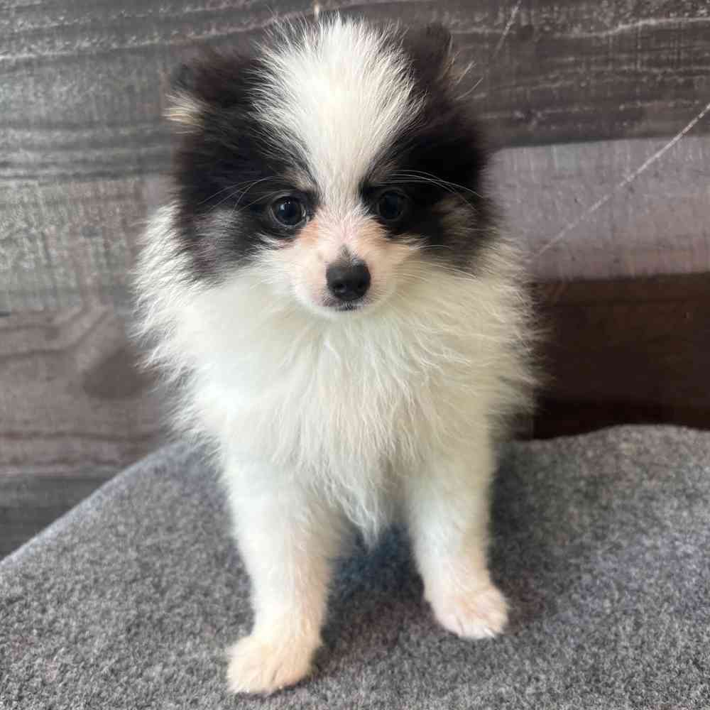 pet breed image