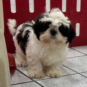 Shih Tzu