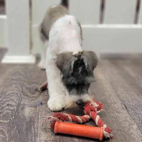 Mini Schnauzer