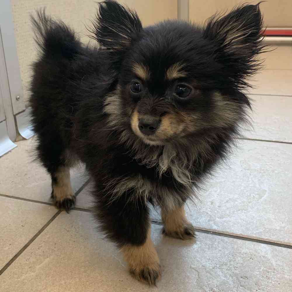 Chihuahua pomeranian best sale mix for sale