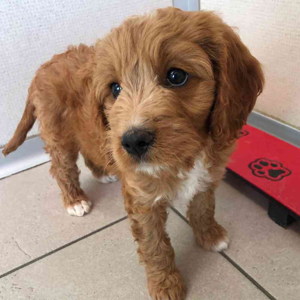 Female Cava Doodle Puppy for sale