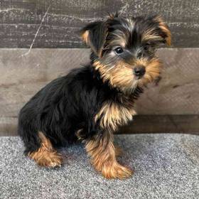 Yorkie