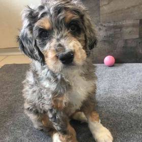 Bernedoodle
