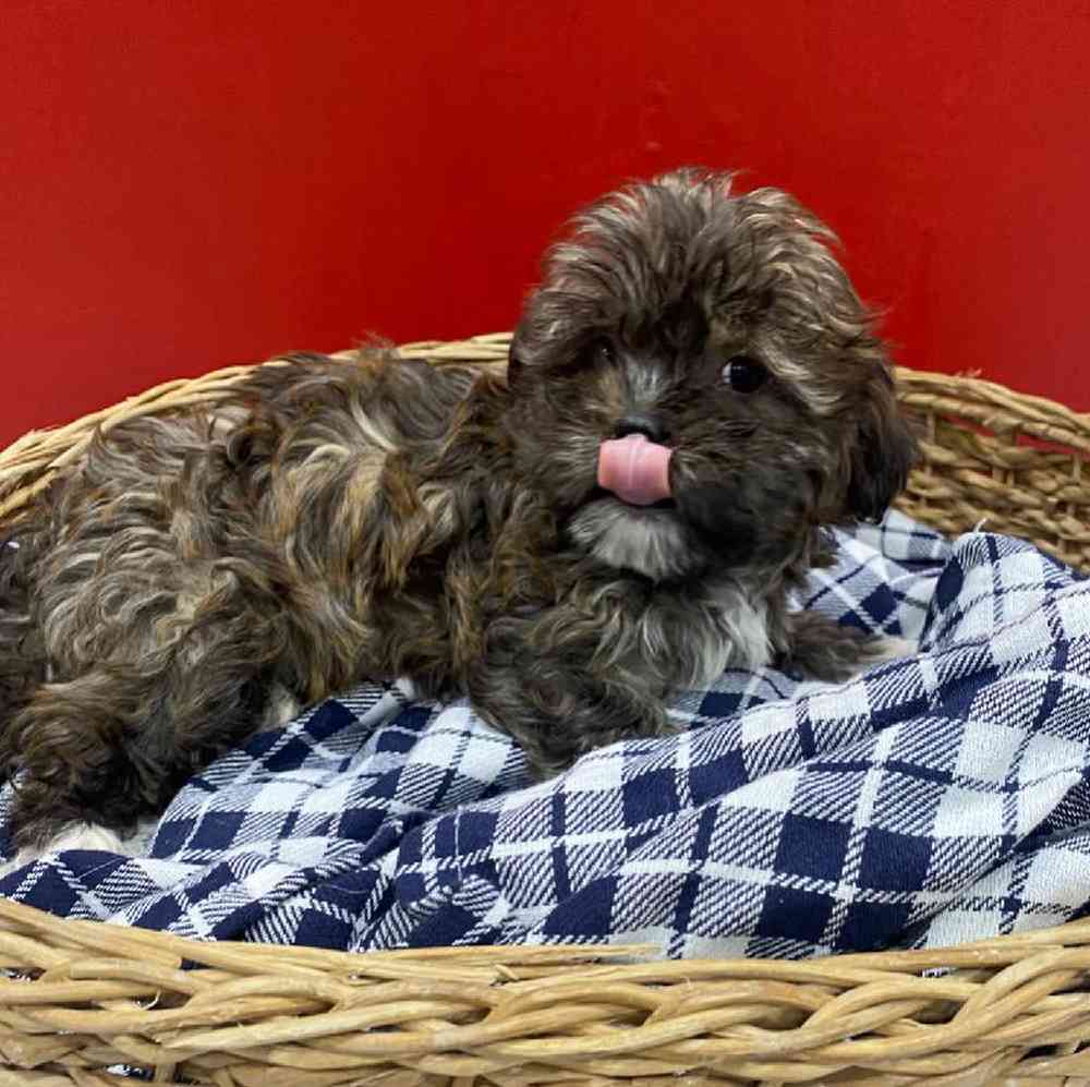 Female Hava-Shih Puppy for sale