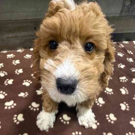 Mini Goldendoodle